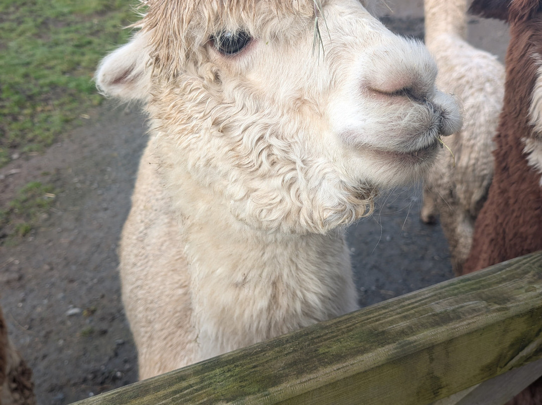 Lydford Gorge Alpacas-Lydford必去景点