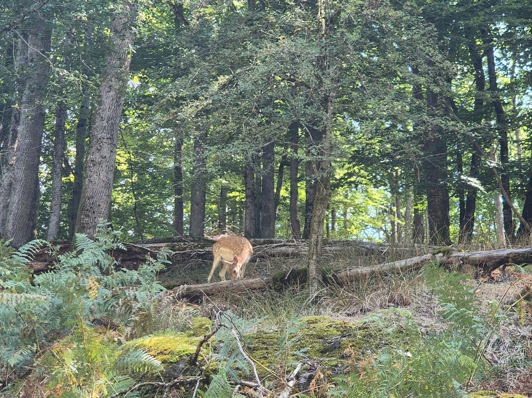 La Vallee des Daims-Junhac必去景点