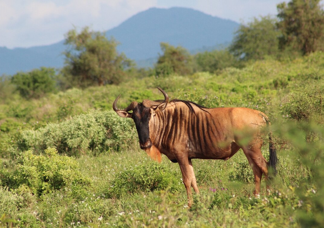 Dida Tours and Safaris-山祖必去景点