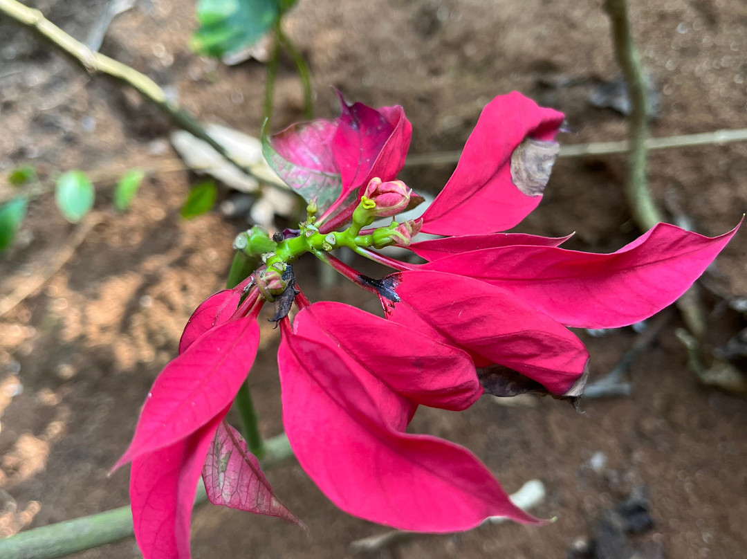 Munnar Angel Cabs-慕那尔必去景点