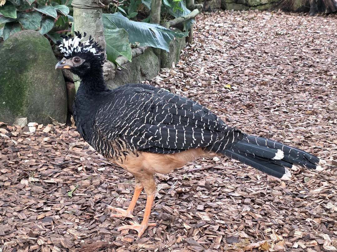 Randers Regnskov-兰讷斯必去景点