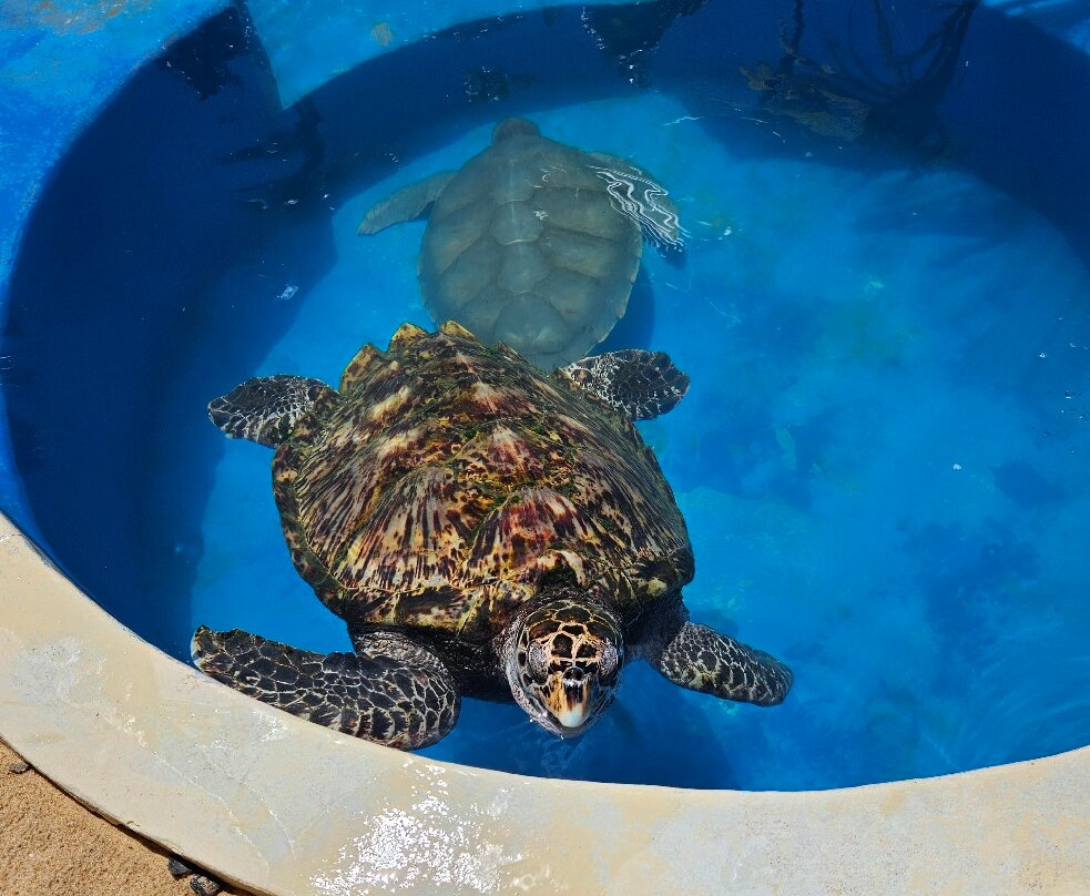 Projeto Tamar-普拉亚多海滩必去景点