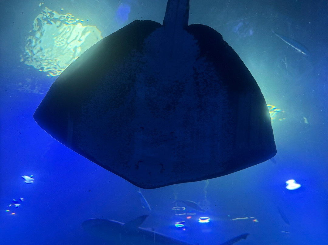 Atlantis Aquarium Madrid-阿罗约莫利诺斯必去景点