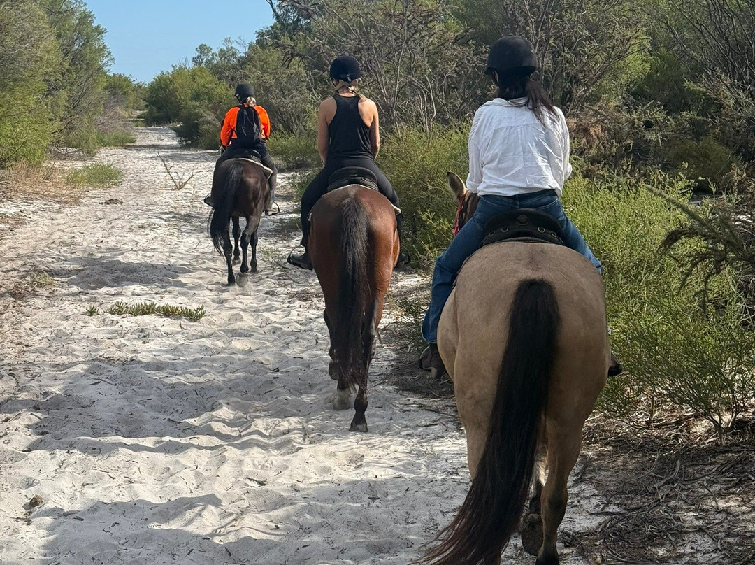 Sunset Horse Tours