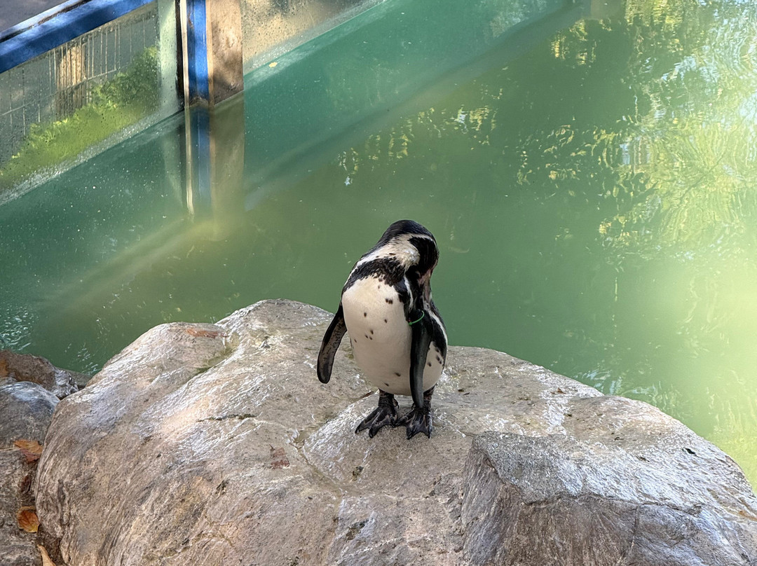 Zoológico Nacional de Chile-圣地亚哥必去景点