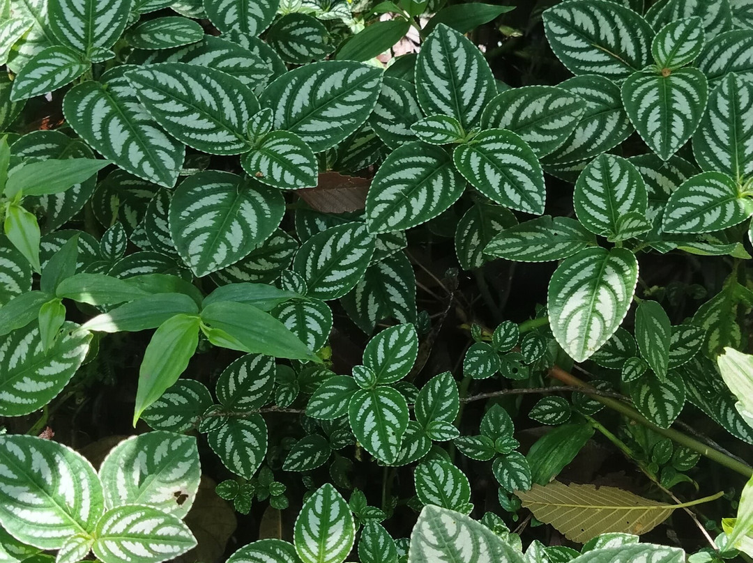 Finca Dracula-Cerro Punta必去景点