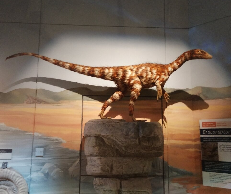 Museum of Cardiff-卡迪夫必去景点