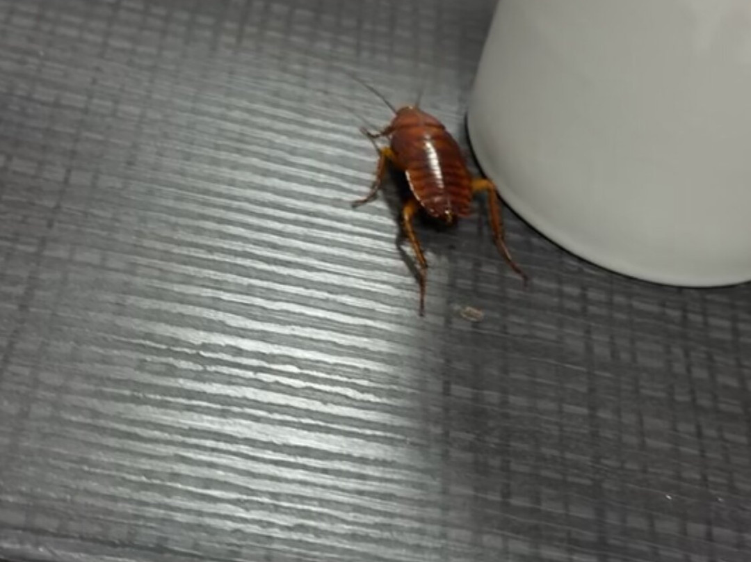 彼得伯勒市中心旅客之家酒店主图