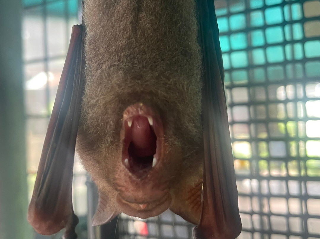 The Bat Hospital Visitor Centre- 阿瑟顿必去景点