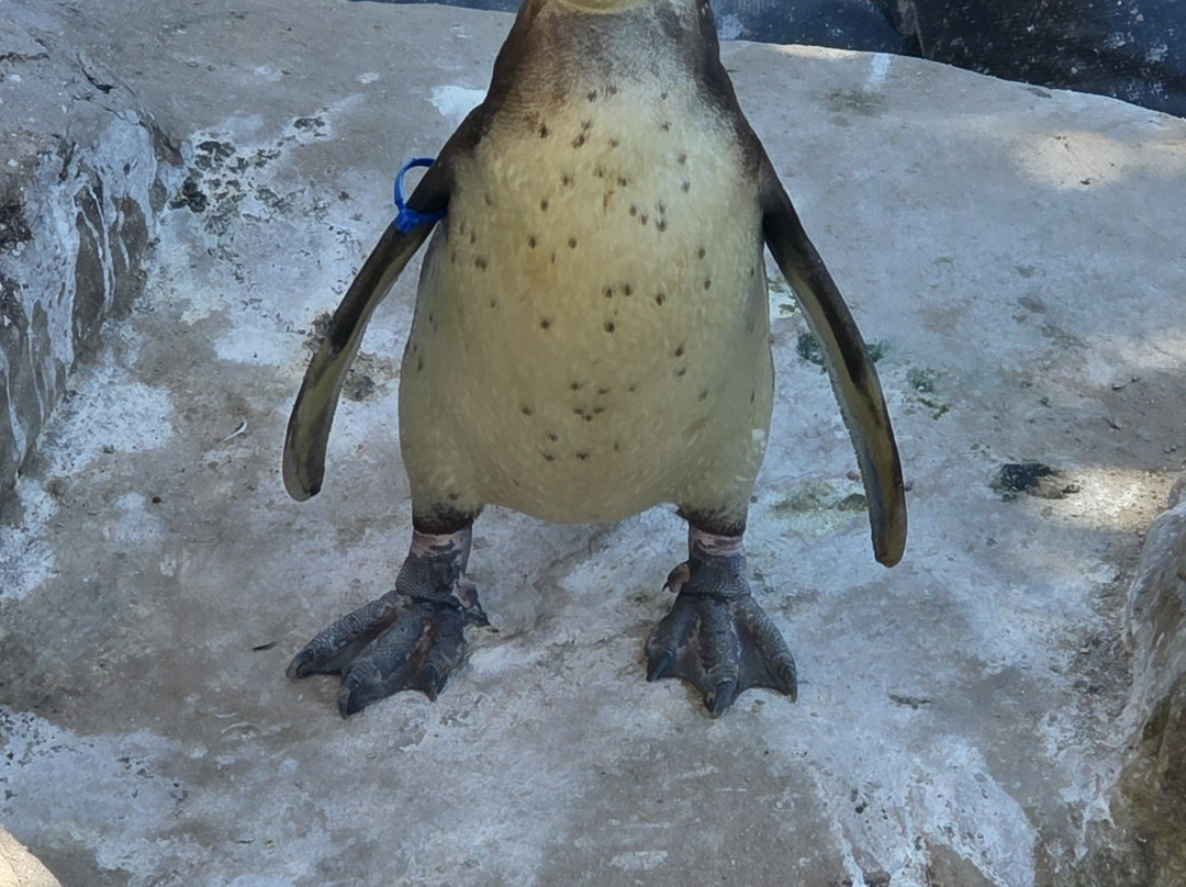 Sea Life Blankenberge-布朗肯堡必去景点