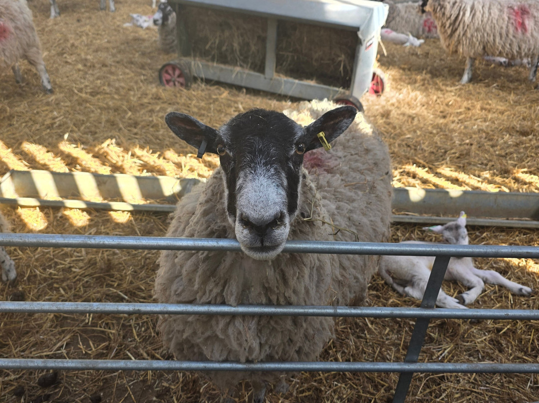 Thrift Farm-Whaddon必去景点