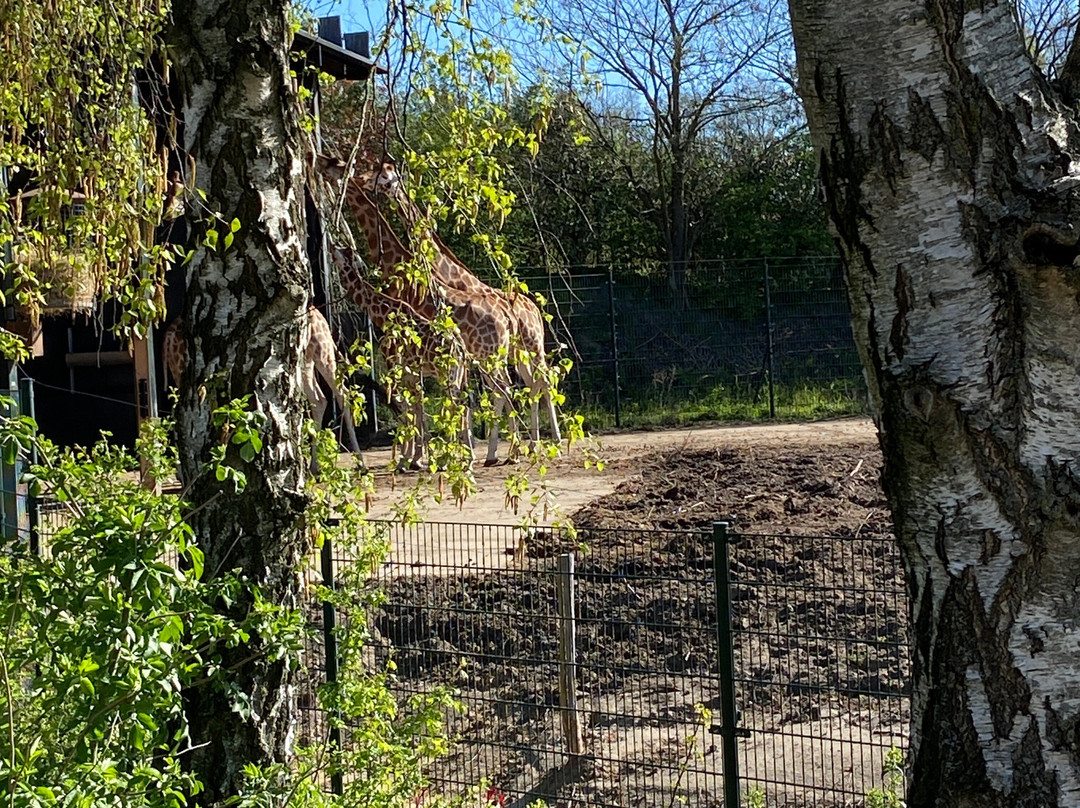 Beekse Bergen Safari Park-希尔法伦贝克必去景点