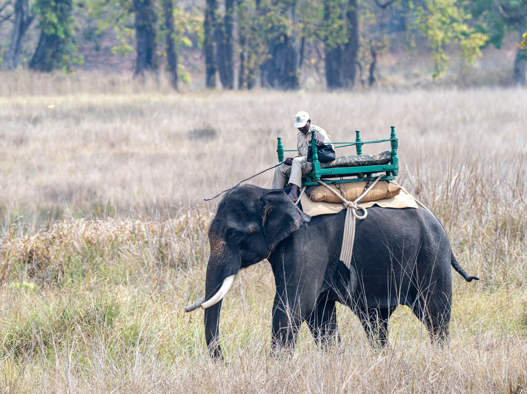 奇特婉丛林小屋主图