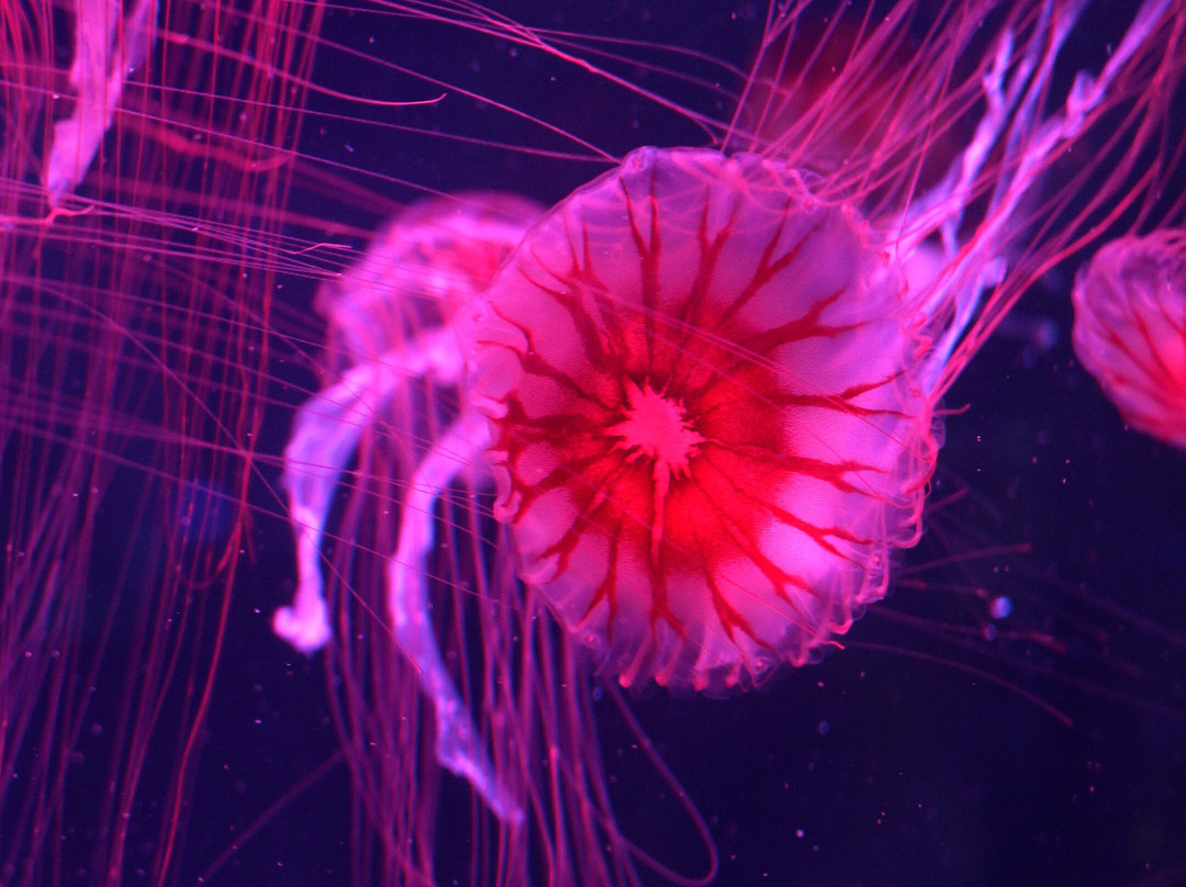 Jellyfish Museum-庞帕诺比奇必去景点