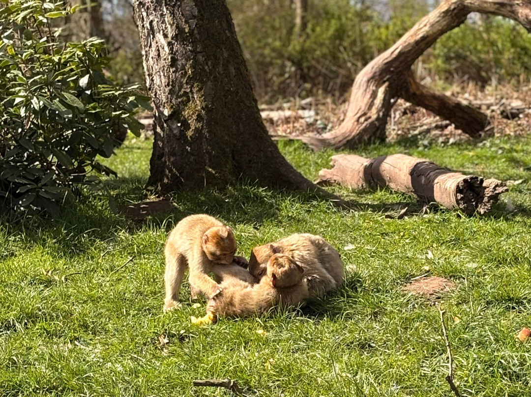 Trentham Monkey Forest-特伦特河畔斯托克必去景点