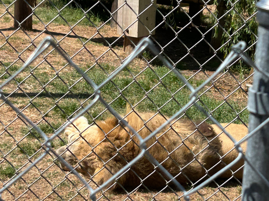 Animal Park NC-伯灵顿必去景点