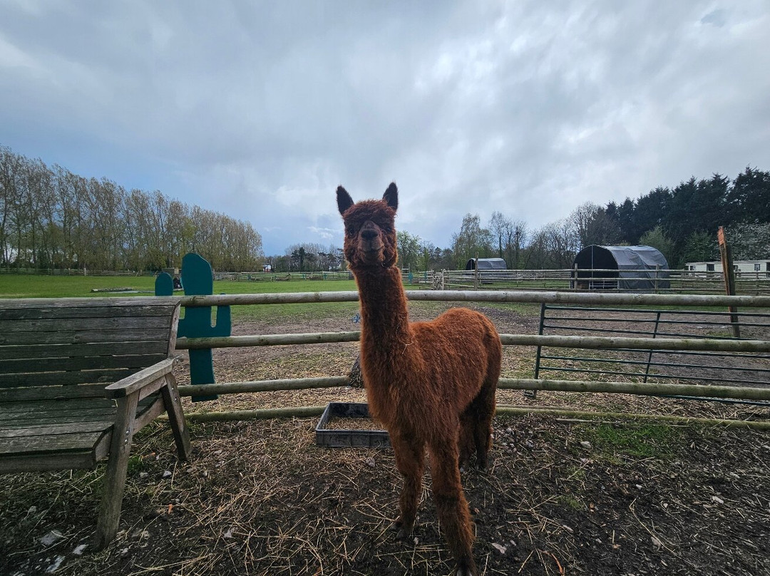 Woodlands Alpaca Farm-沃灵顿必去景点