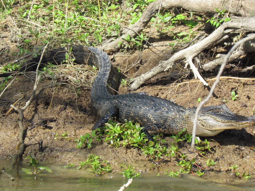 The Last Wilderness Swamp Tour-Plaquemine必去景点