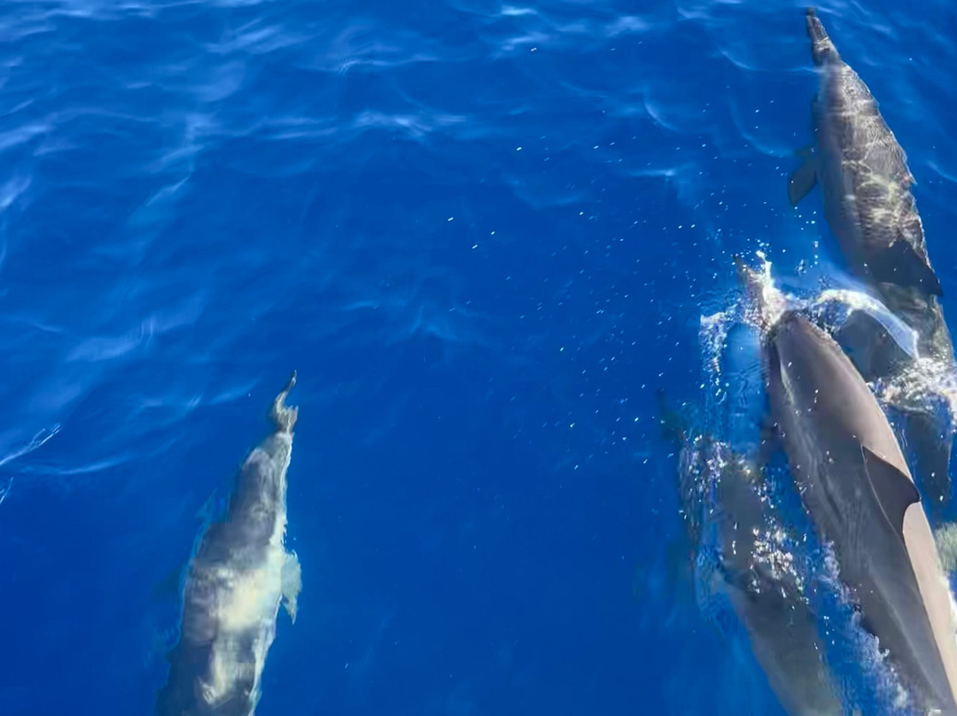 Croisieres & Decouvertes - Le Grand Bleu-圣吉尔莱班必去景点