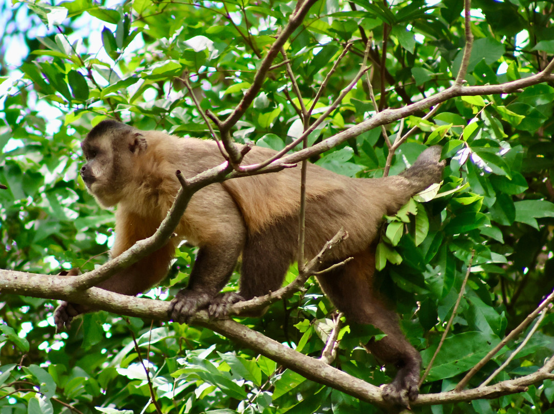 CHUCHINI Amazon Wildlife Reserve & Eco Lodge-Trinidad必去景点