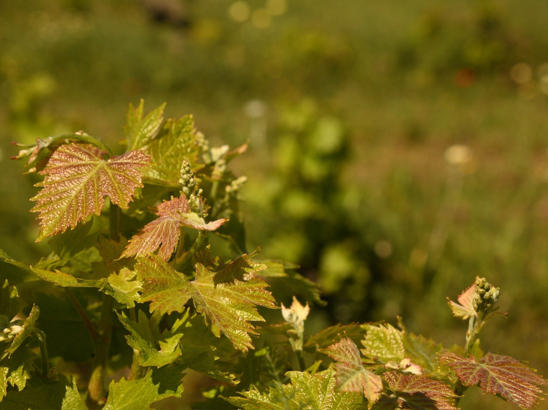 Bodega Montesanco Teulada-Teulada必去景点