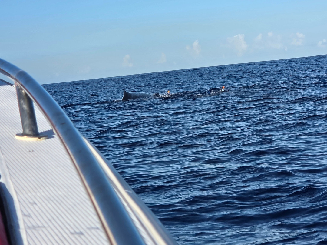 Whales Watching & Swimming With Dolphins In Mauritius-塔玛琳必去景点
