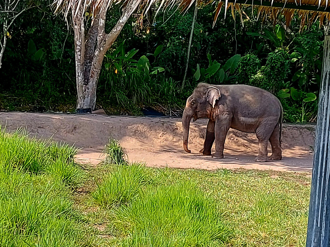 Phuket Elephant Nature Reserve-他朗必去景点