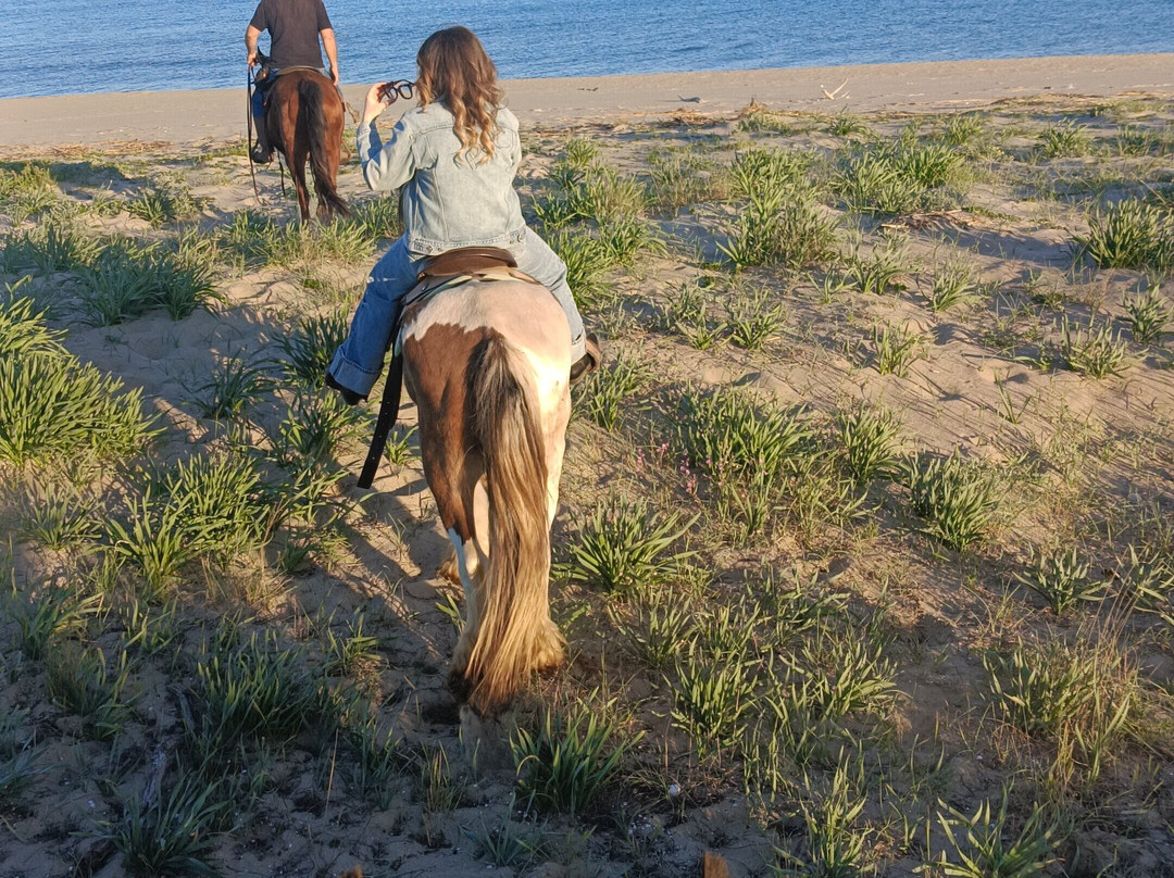 Family Horses 373-5361953-Marina di Ginosa必去景点