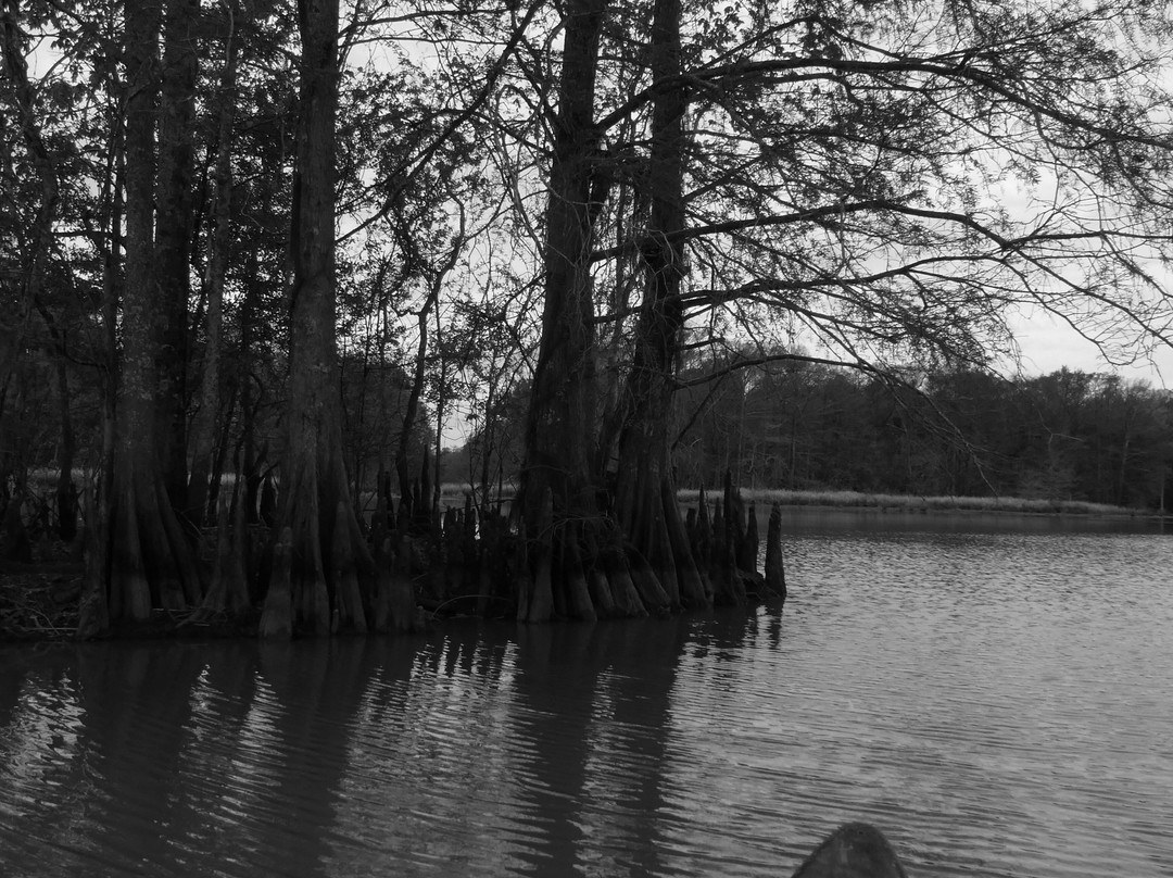 Lake Fausse Pointe State Park-Saint Martinville必去景点