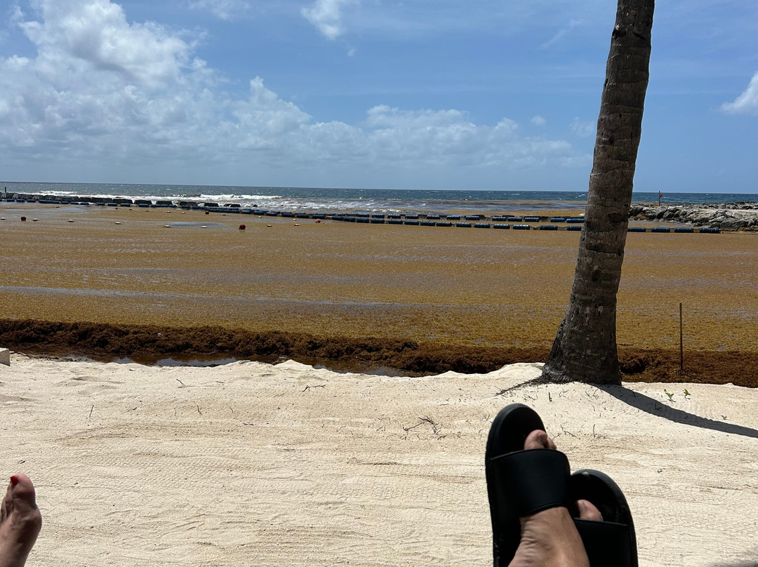 Catalonia Yucatan Beach - All Inclusive主图
