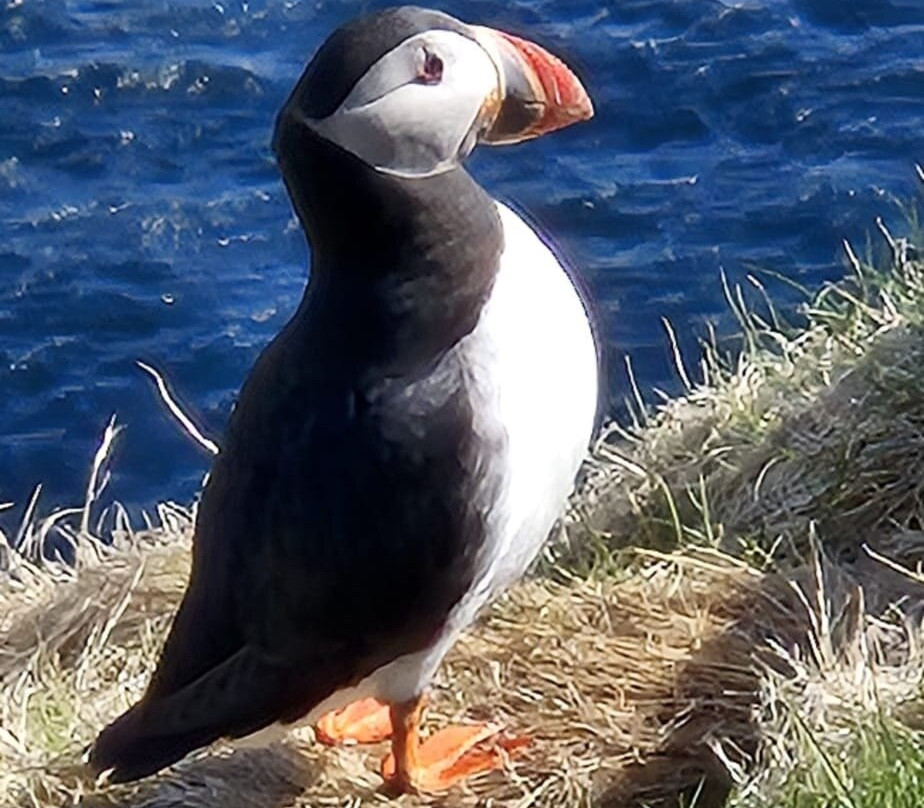 Shetland Explorer Tours-Lerwick必去景点