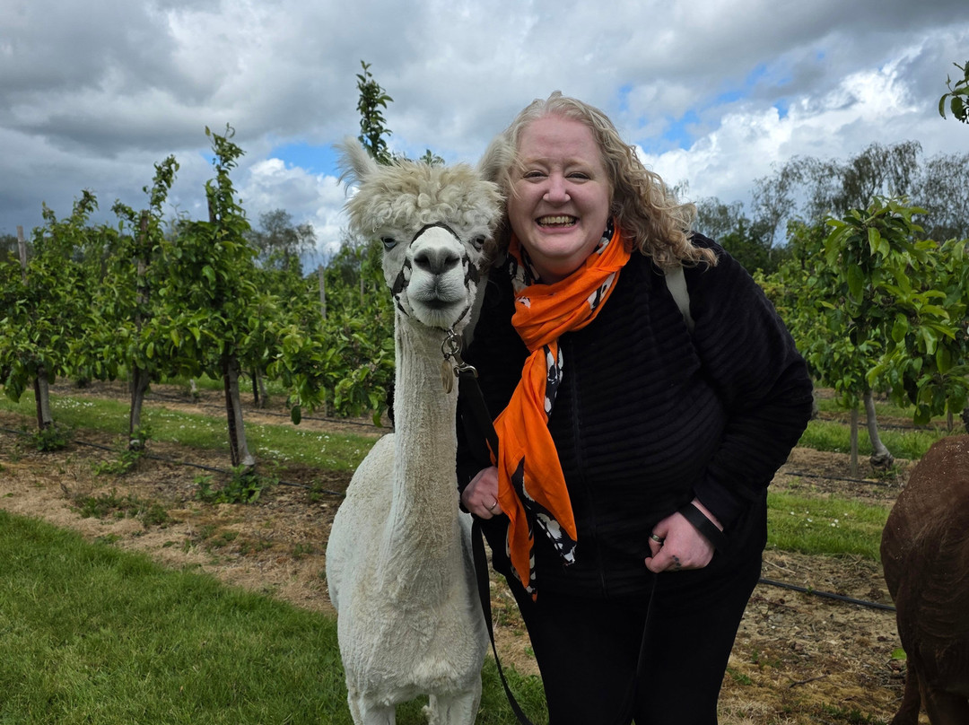 All Things Alpaca Ltd-切姆斯福德必去景点