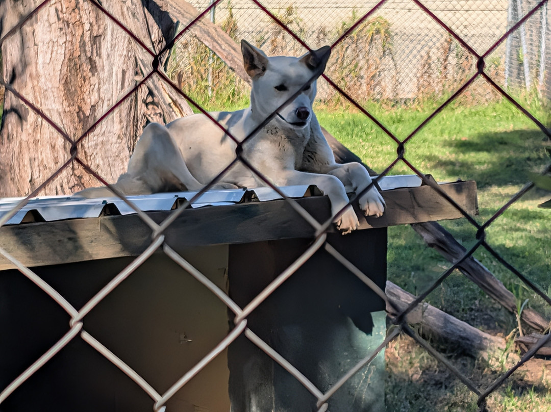 Dingo Sanctuary Bargo-Bargo必去景点