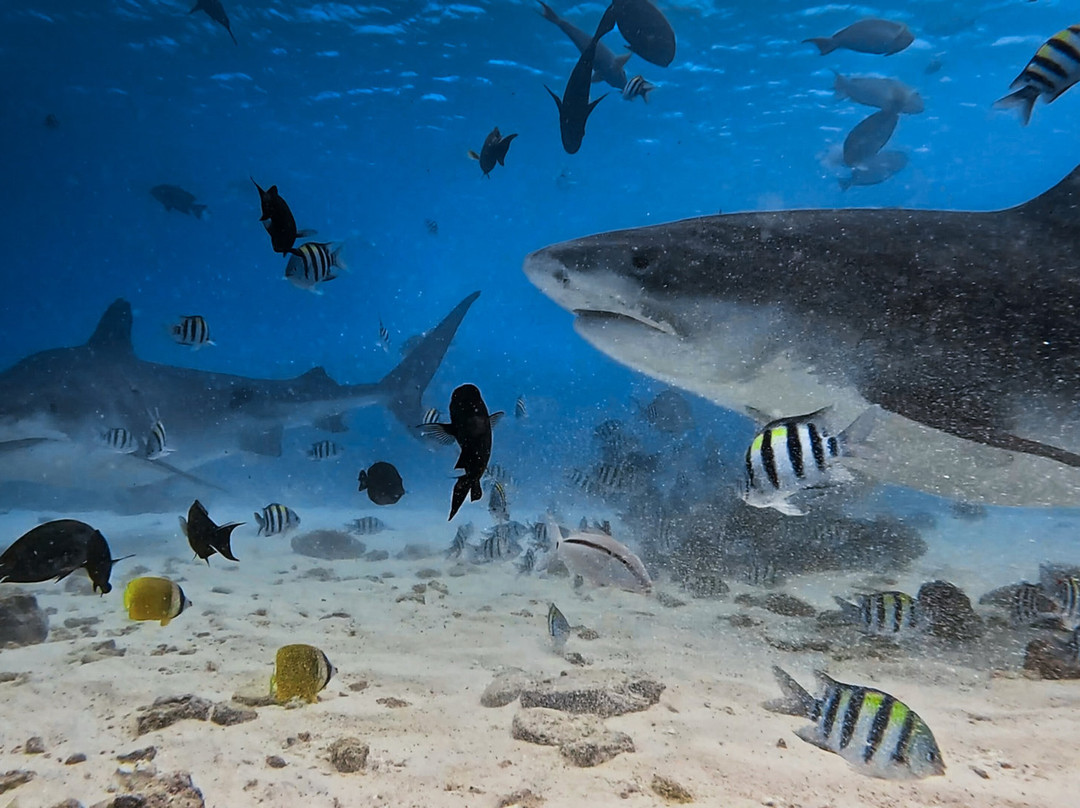 Pelagic Divers Fuvahmulah-Fuvahmulah必去景点