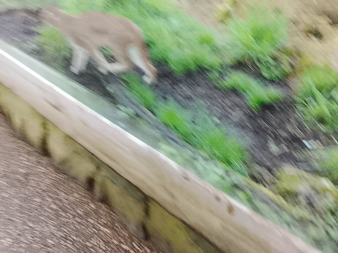 ZooParc de Beauval-圣艾尼昂必去景点