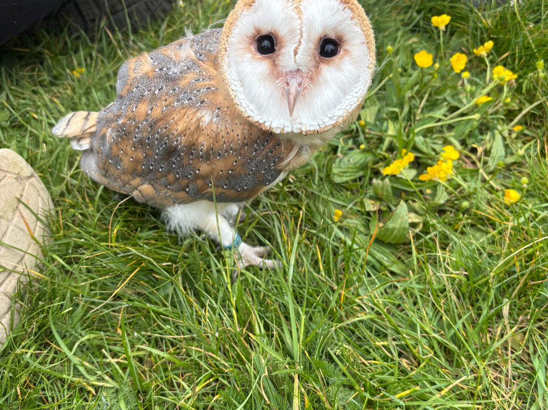 Lavenham Falconry-Monks Eleigh必去景点