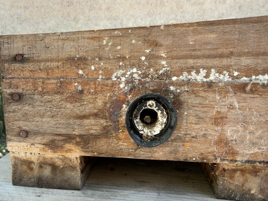 Mayan Bee Sanctuary-San Miguel de Cozumel必去景点