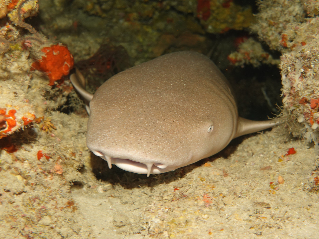 Filitheyo Dive Center-菲利兹优岛必去景点