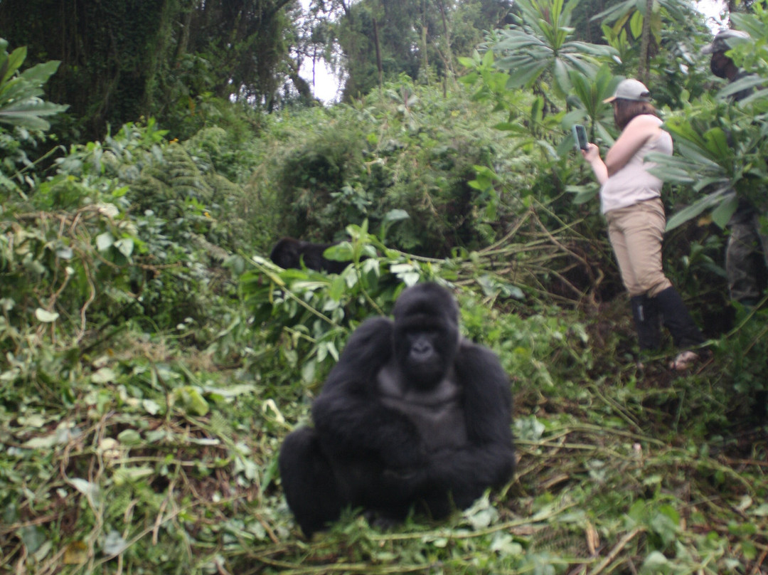 Volcanoes National Park Rwanda-Musanze District必去景点