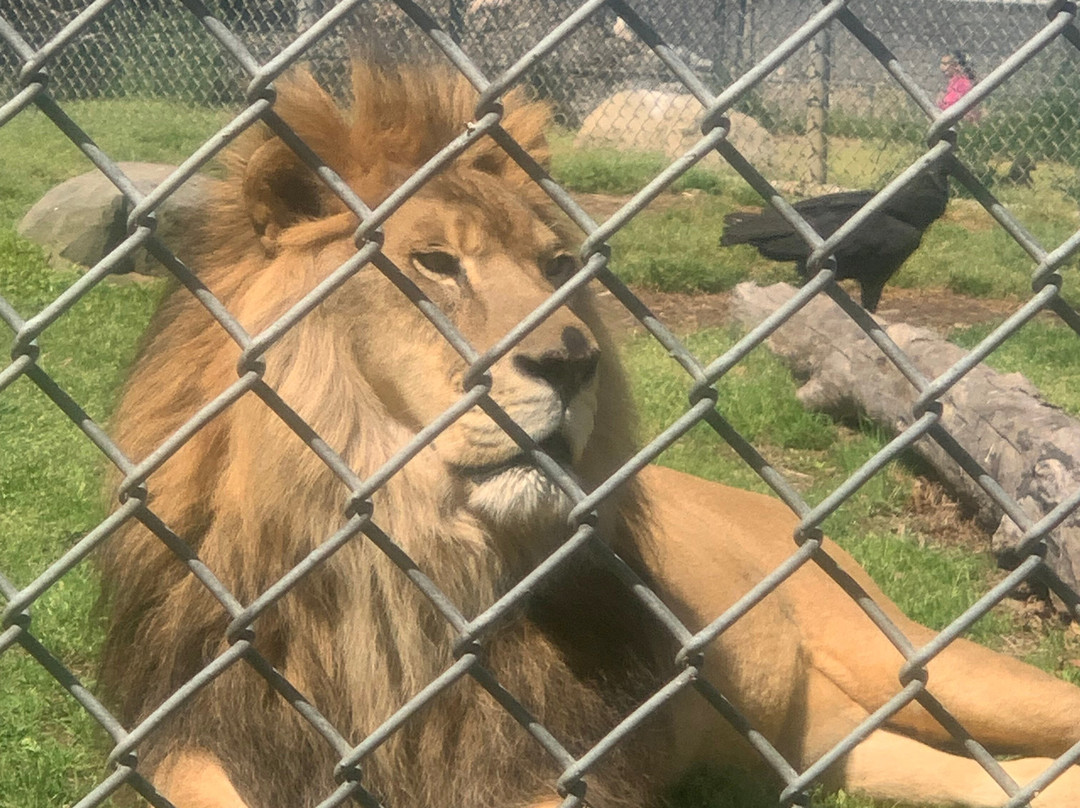 Space Farms Zoo & Museum-Sussex必去景点