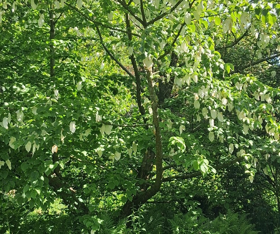 Galloway House Gardens-Newton Stewart必去景点