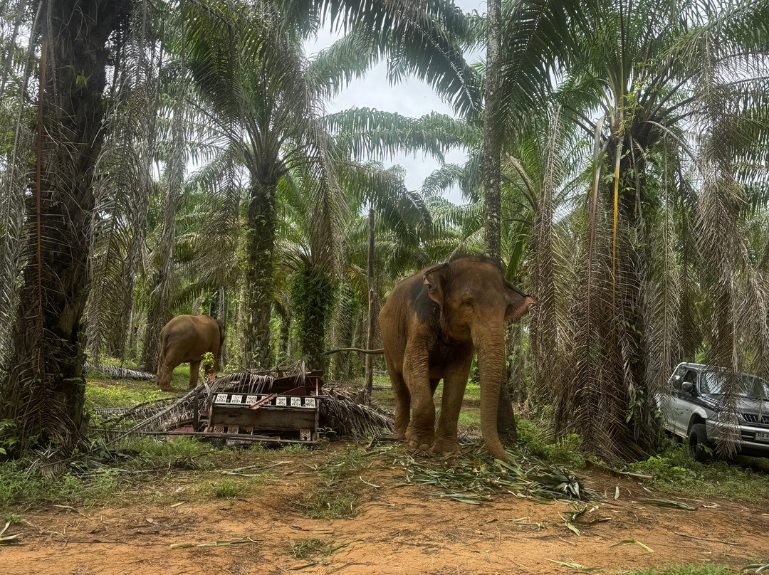 Following Giants - Krabi-Khlong Hin必去景点