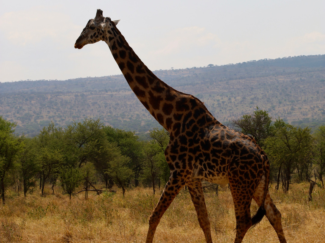 Serengeti Plains Camp, Topguides Bush Camps Ltd-Seronera必去景点