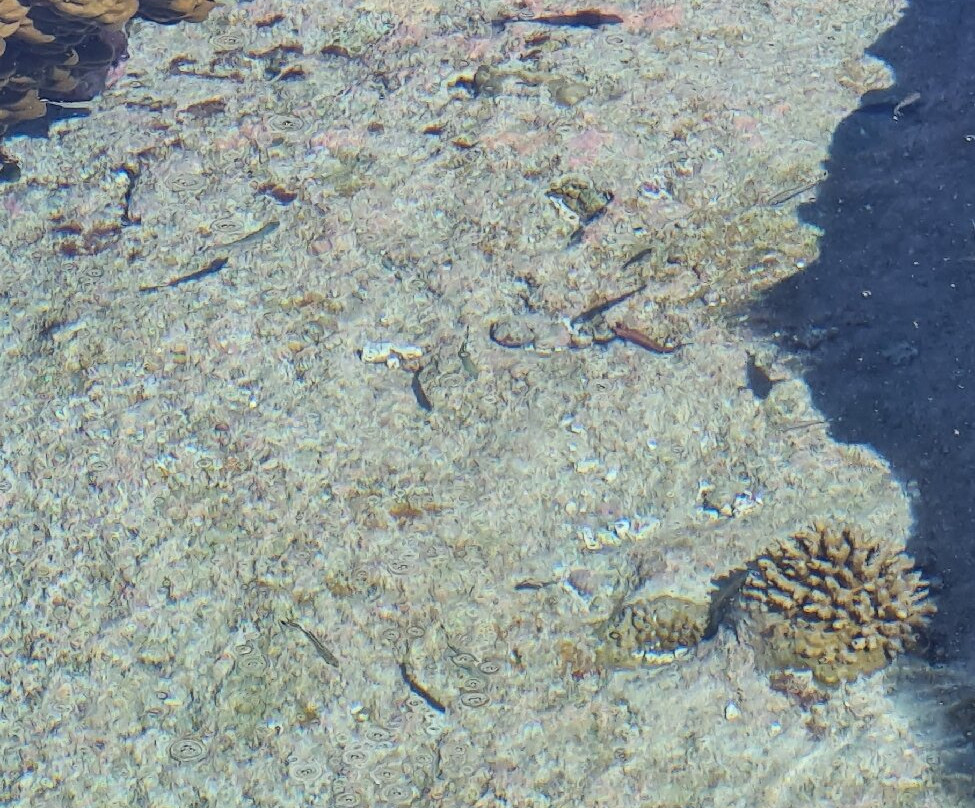 Hikutaveke Reef Pools-Hikutavake必去景点
