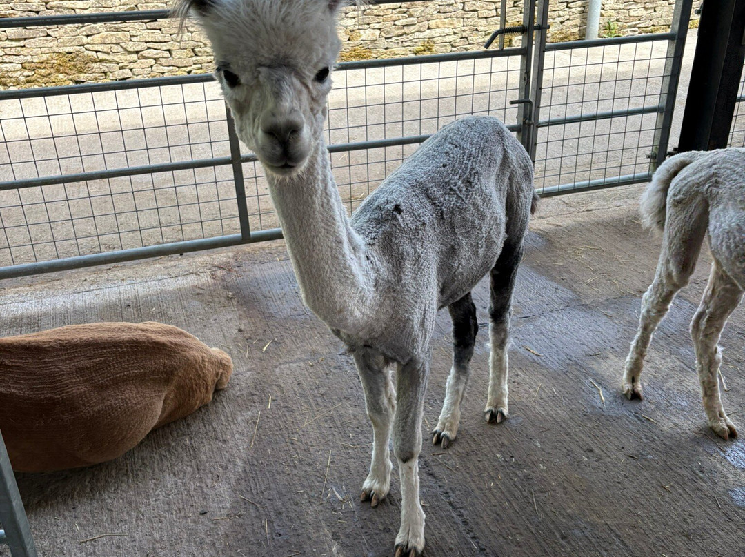 Cotswold Alpacas-切尔滕纳姆必去景点