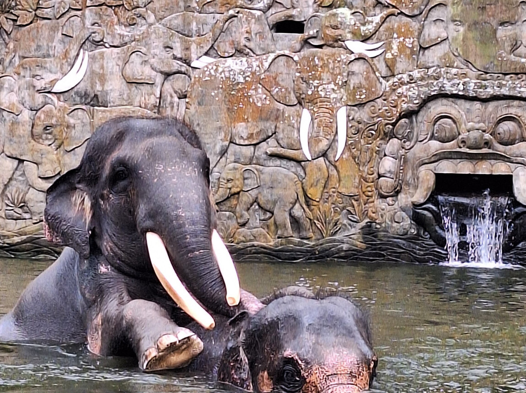 Bali Elephant Park-登巴萨必去景点