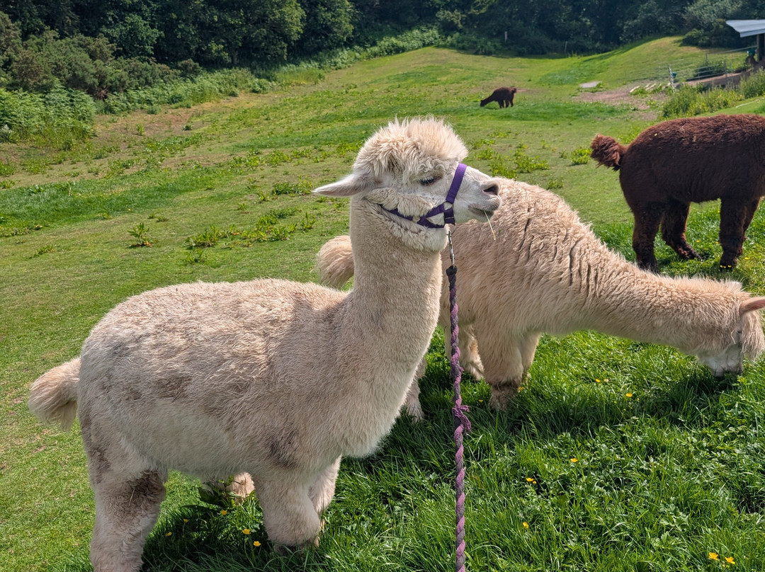 Bell Farm Alpacas-Pensford必去景点