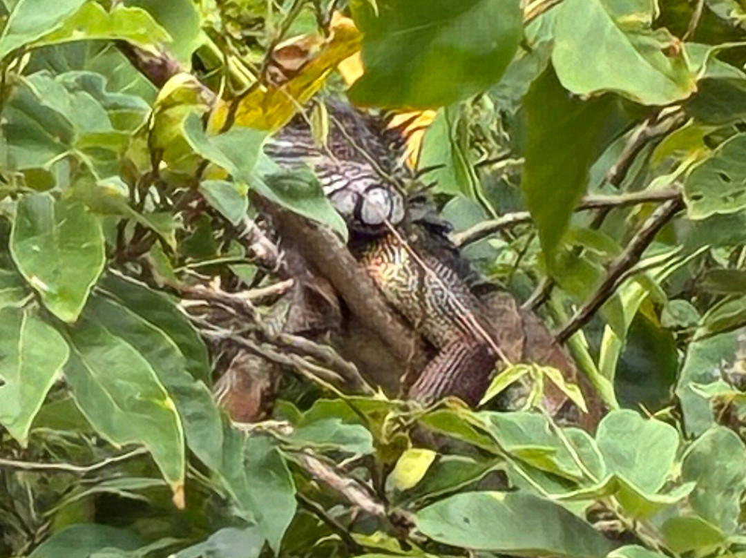 Panama Day Trips- Canal Eco Tours-巴拿马城必去景点