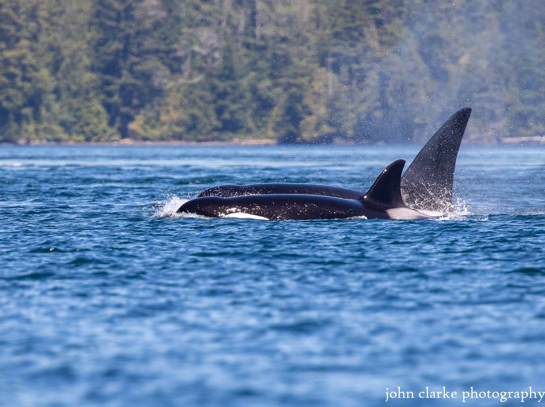 Vancouver Island Photo Tours-Port McNeill必去景点