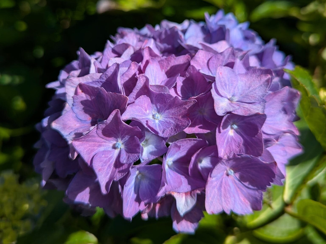 Plas Cadnant Hidden Gardens-Menai Bridge必去景点